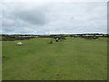 On a footpath across a golf course near Newport, Pembs