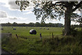 Grassland and hedgerows