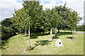 Memorial Trees on Fishpost Lane, Barkestone