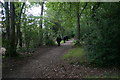 Bovines departing Silchester