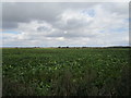 Field of sugar beet near Platt