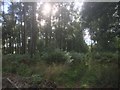 Wet singletrack, Devilla Forest