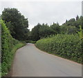 Hedge-lined road west of Llanarth Estate Office, Monmouthshire