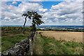 SJ8557 : Windswept Tree, South Cheshire Way, Mow Cop by Brian Deegan