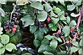 TL8769 : Timworth Green, Bury Road: Huge quantity of blackberries mostly ready for gathering by Michael Garlick