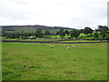 Sheep grazing near Middleham