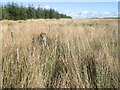 Forest edge near Collorybog Burn