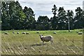 Bardwell: Large field with grazing sheep