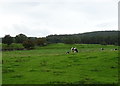 Cattle grazing, East Witton