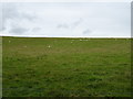 Sheep grazing, Firth Hill