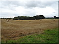 Stubble field towards Sutton Penn Covert