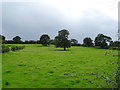 Grazing off Foxholme Lane, Masham