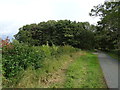 Woodland beside Green Lane