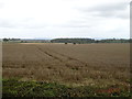 Cereal crop near Mile House Farm