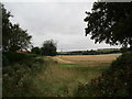 Partly cut field of wheat