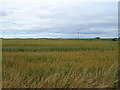 Cereal crop near Wardend Croft