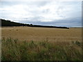 Cereal crop, Botany View