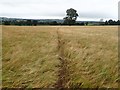 Footpath through a field of wheat