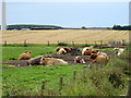 Cattle near Gowanfold Rathen