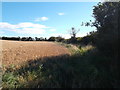 Field path near Catfoss