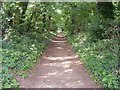 Bridleway through the woods, Sarsden