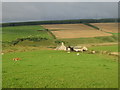 Cattle grazing towards Northfield