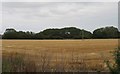 Stubble field, Bagley Farm