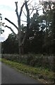 Dead tree in Ireland