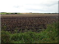 Potato field, South Stonehousehill