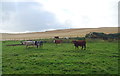 Cattle near Uppermill