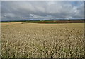 Cereal crop near Whitefields