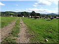 Cattle in a field at Ham Green