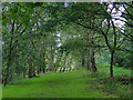 SJ7967 : The Quinta Lovell Arboretum - birch avenue by Stephen Craven
