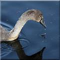 NT9952 : A cygnet on the Tweed Estuary by Walter Baxter