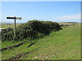 SY6486 : South Dorset Ridgeway near Dorchester by Malc McDonald