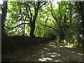 Lane through the woodland to Boconnion