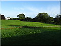 Grazing near the River Ure, Ripon