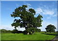 Trees beside track (bridleway) towards Low Lindrick