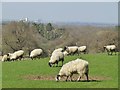 TQ0451 : Clandon Park - Sheep Grazing by Colin Smith