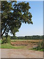 Fields off Thorpe Green Lane