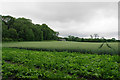 Wheat field near Lime Kiln Farm