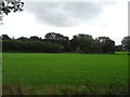 Grassland towards Piney Moor Wood