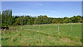 SO9192 : Pasture and woodland near Cotwall End, Dudley by Roger  Kidd