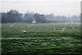 Sheep grazing on a misty morning