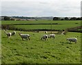 Grazing sheep, West Ashridge