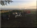 Cattle, California Road