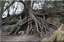 TQ5642 : Extensive tree roots by N Chadwick