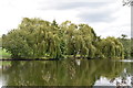 Weeping Willows, Mill Pond