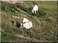 Goats at Holdings Farm