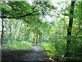 SD7212 : Woodland path by Philip Platt